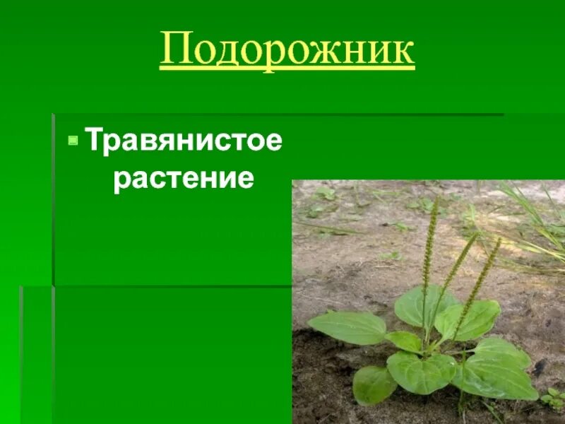 Подорожник доклад. Подорожник. Подорожник презентация. Подорожник 2 класс. Подорожник презентация 2 класс.