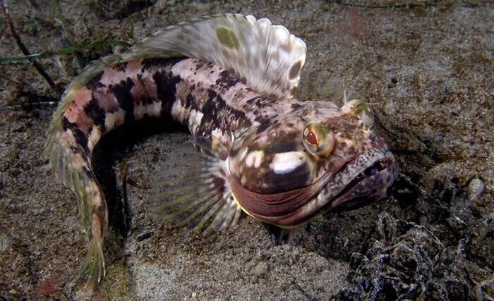 Как выглядит морская собака WATCH: FREAKY FISH IN THE OCEAN! Oceana YouTube