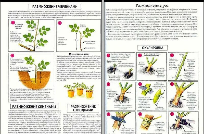 Как вырастить срезанную розу в домашних условиях. Размножение роз черенками летом. Размножение роз отводками. Размножение роз отростками. Плетистые розы размножение черенками летом.