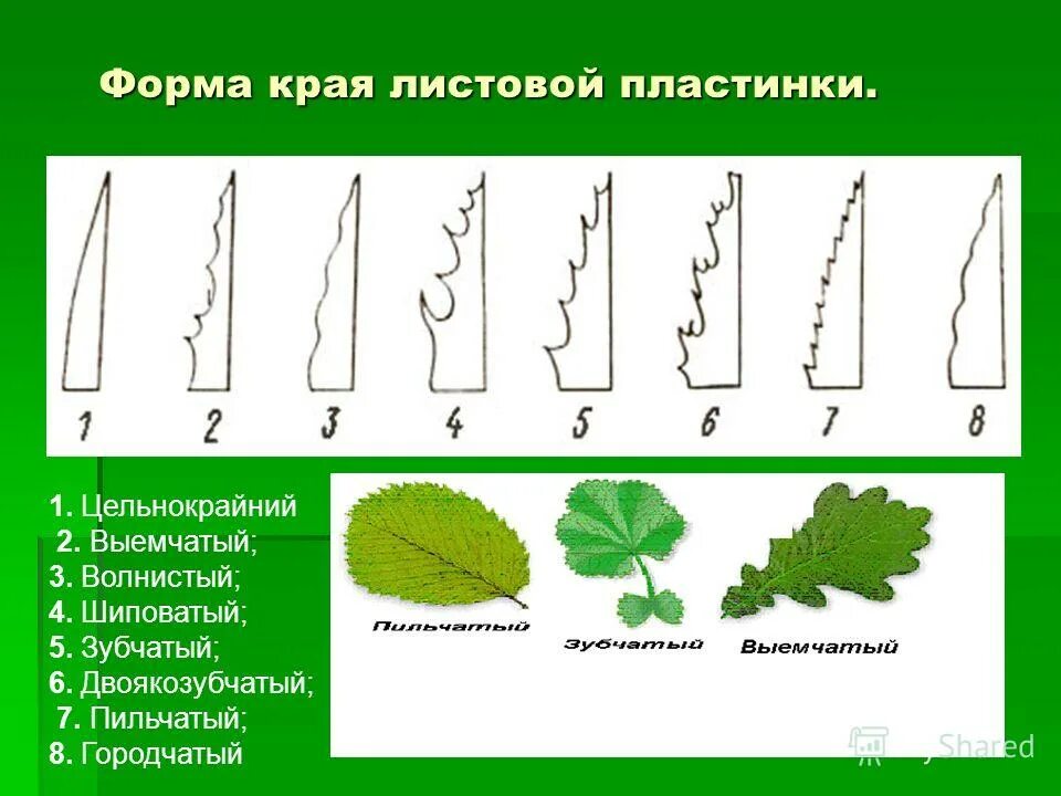 Крупных бурых пятен от краев листовой пластинки