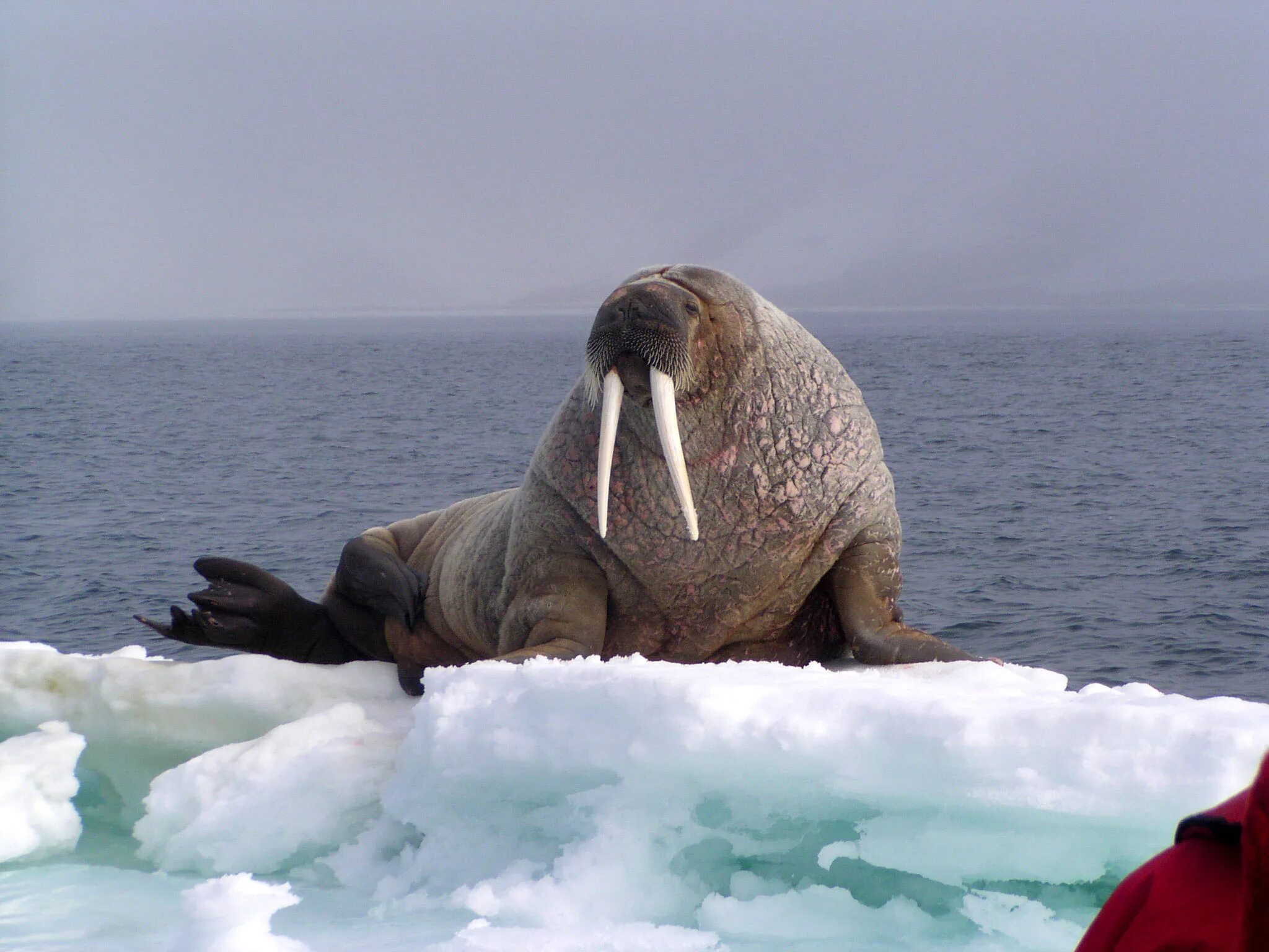 Тихоокеанский морж (Odobenus rosmarus divergens). Лаптевский морж. Северный морж. Шпицберген моржи.