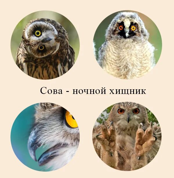 Молчаливых птиц нет впр 4 класс ответы. Хищные птицы приспособления. экологическая группа хищные птицы. филин адаптации. сова адаптация к среде.
