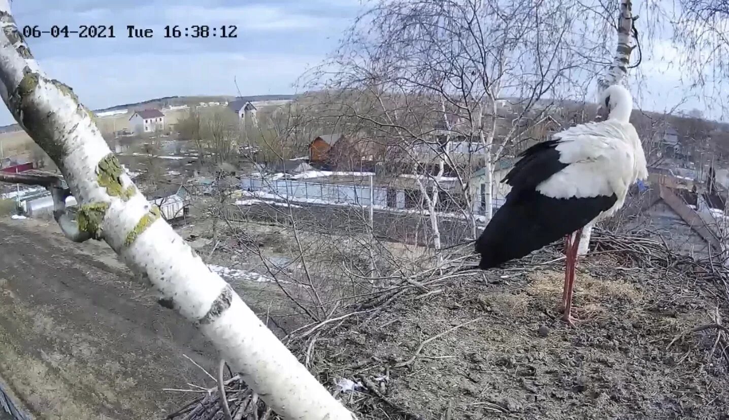 Гнездо аиста калуга. Аисты на березе а калуж обл. Гнездо аистов калуга. Яйца аиста. Гнездо аиста калуга.