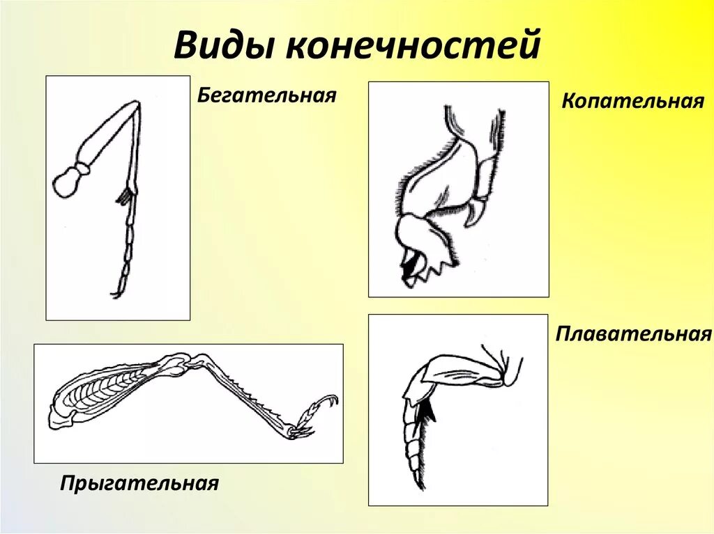 Копательная конечность признаки