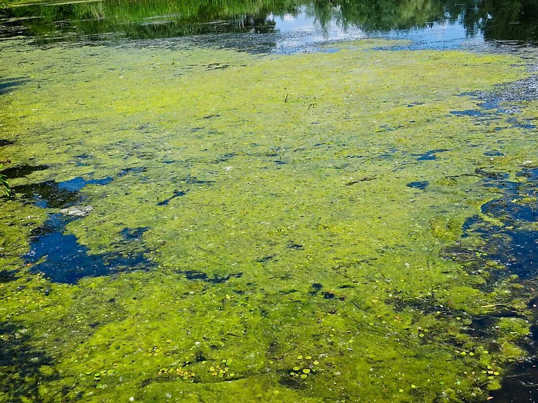 Плавающее болото. Болотная водоросль спирогира.