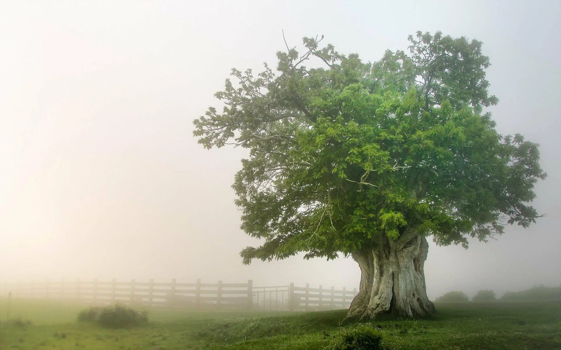 Японский дуб мидзунара. Дерево Утун Геншин. Одинокий дуб. Красивое одинокое дерево.