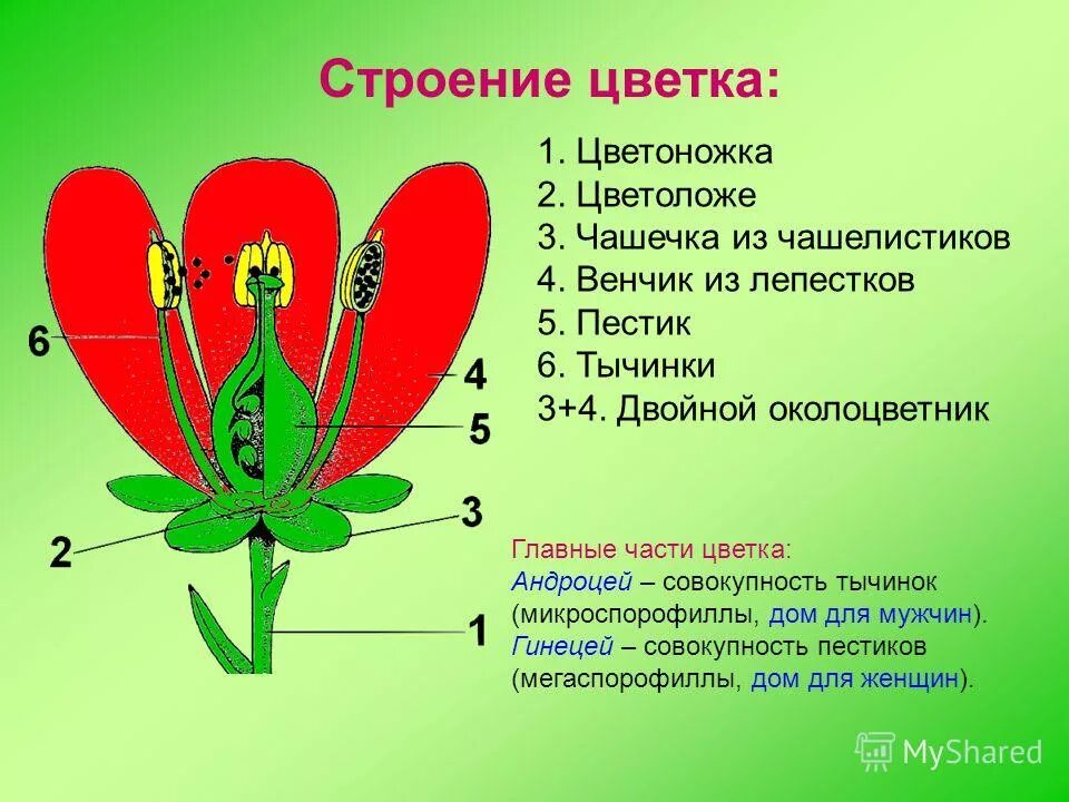 Части цветка венчик цветоложе. Пестик цветоложе чашечка тычинка венчик цветоножка. Венчик и чашелистики главные части цветка. Чашелистики пестик тычинки венчик. Обычно венчик окружен б состоящей из чашелистиков