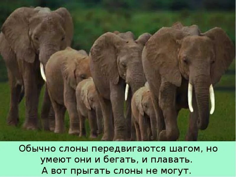 Обычные слоны. Слоны общение. Слоны прыгают. Слоны бегают.