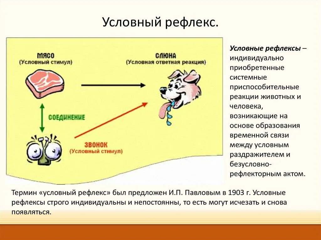 Условный рефлекс это в биологии 8 класс. Схема условного рефлекса биология 8 класс. Где формируются условные рефлексы. Условные рефлексы у человека. Какой рефлекс у человека является условным