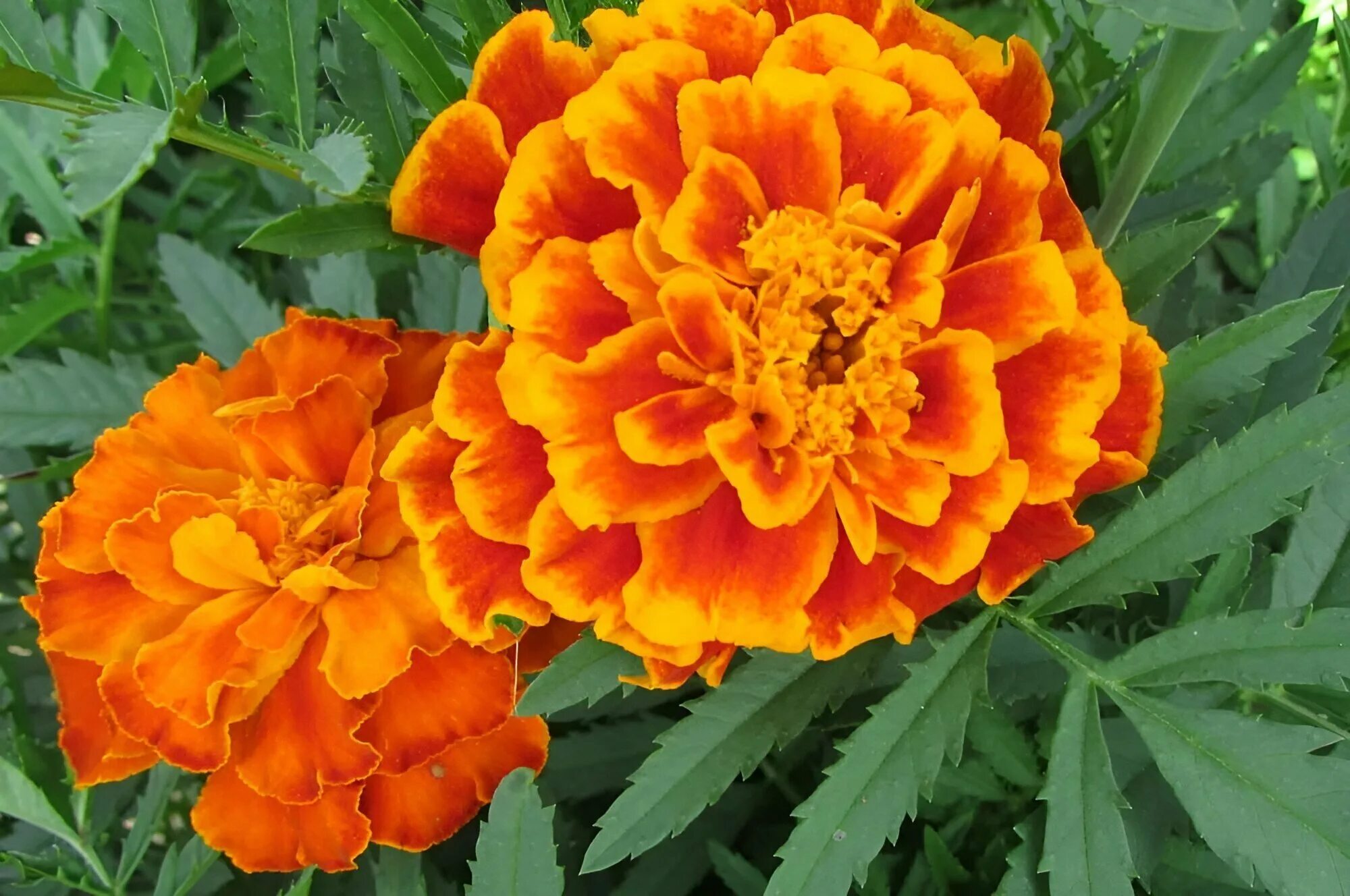 Бархатцы отклоненные аура красная. Бархатцы отклоненные махровые. Бархатцы мандарин. Бархатцы спрей петит. Бархатцы отклоненные махровые.