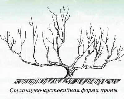 Форма яблони