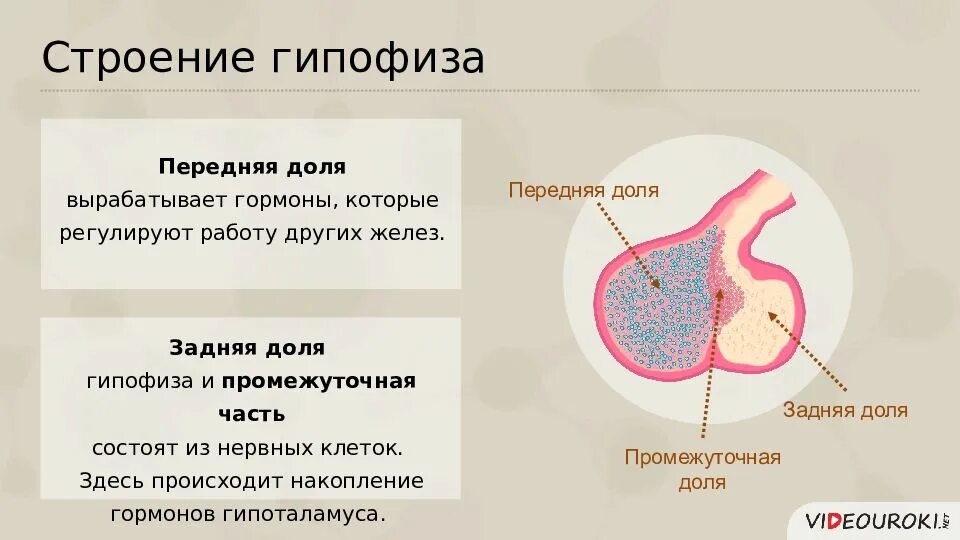 Железы внешней секреции. Железы внешней внутренней и смешанной секреции. Железы внутренней внешней и смешанной секреции таблица. Железы внешней секреции биология 8 класс