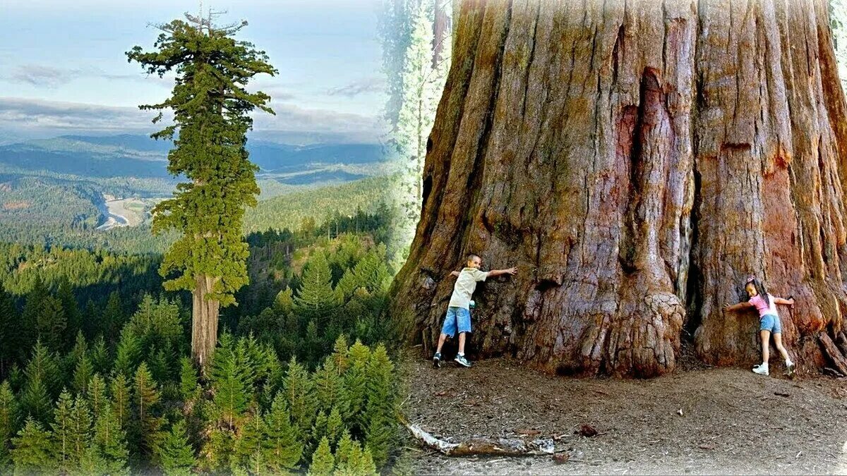 Cuál es el árbol más antiguo del mundo