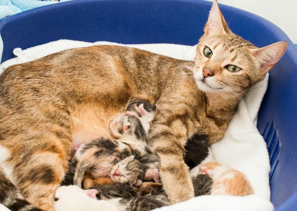 Кошка с родившимися котятами. Кошка вскармливает котят. Ухаживают за потомством