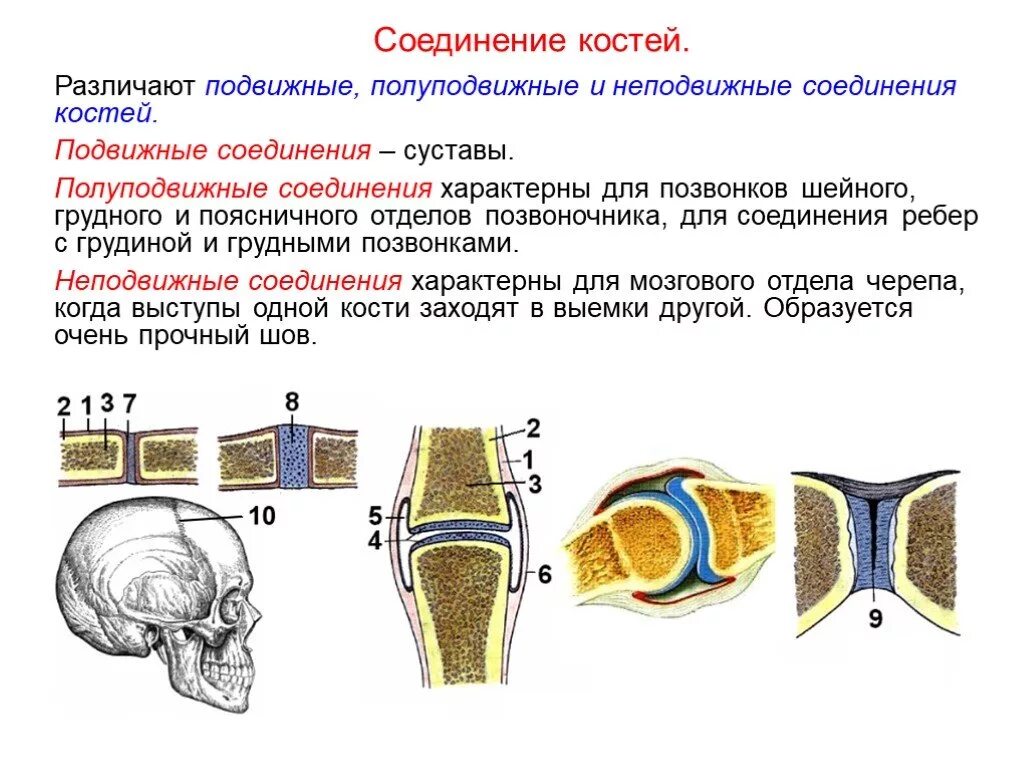 Типы соединения костей сустав. Соединения костей подвижные и неподвижные полуподвижные таблица. Подвижное соединение костей строение сустава. Биология 8 кл.соединение костей. Соединения костей неподвижные полуподвижные подвижные суставы.