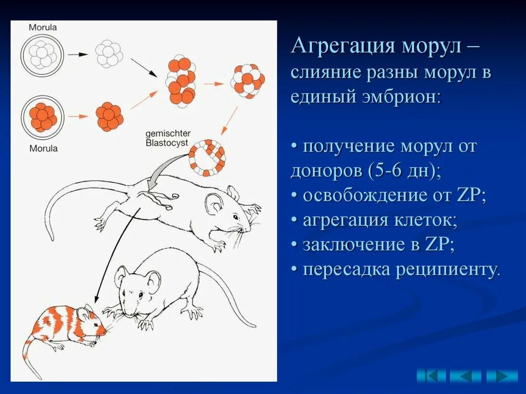 Агрегация тромбоцитов у кошки. Агрегация клеток. слияние эмбрионов получение химер. агрегация это в биологии. слияние эмбрионов получение химер клеточная инженерия.