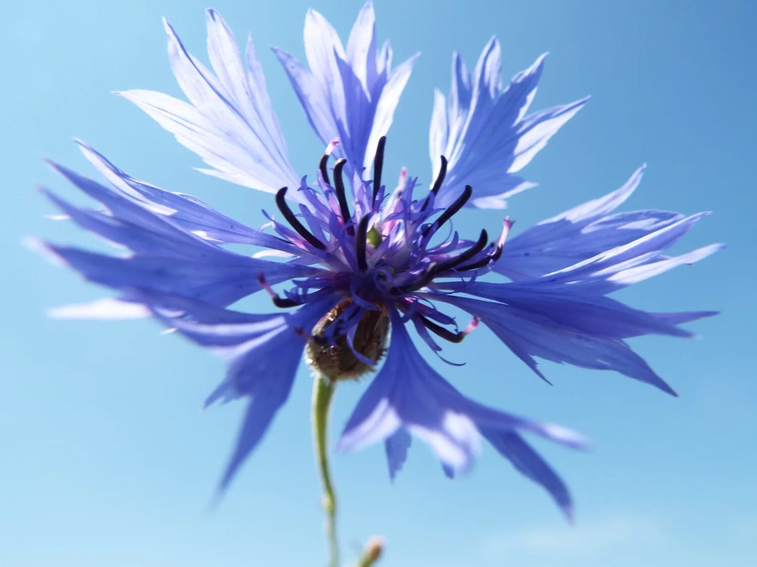 василек т. василек синий полевой. василек биберштейна. василёк боровой. василек обыкновенный.
