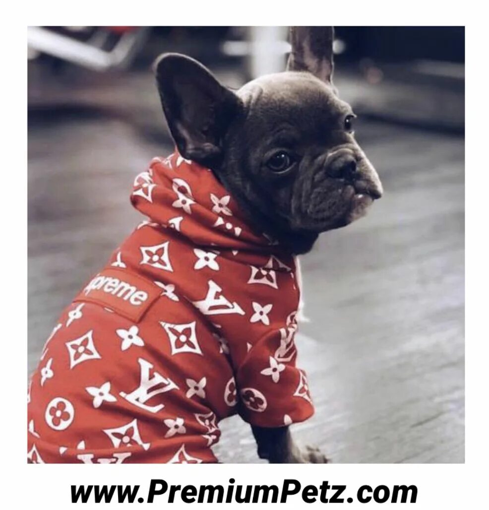 Бостон-терьер и французский бульдог. Бостон терьер окрас светло коричневый. Порода клиффорда собаки луи. Drippy dog. Обои собака с луи виттон шляпой мем.