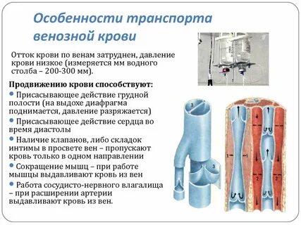 Характеристика вен