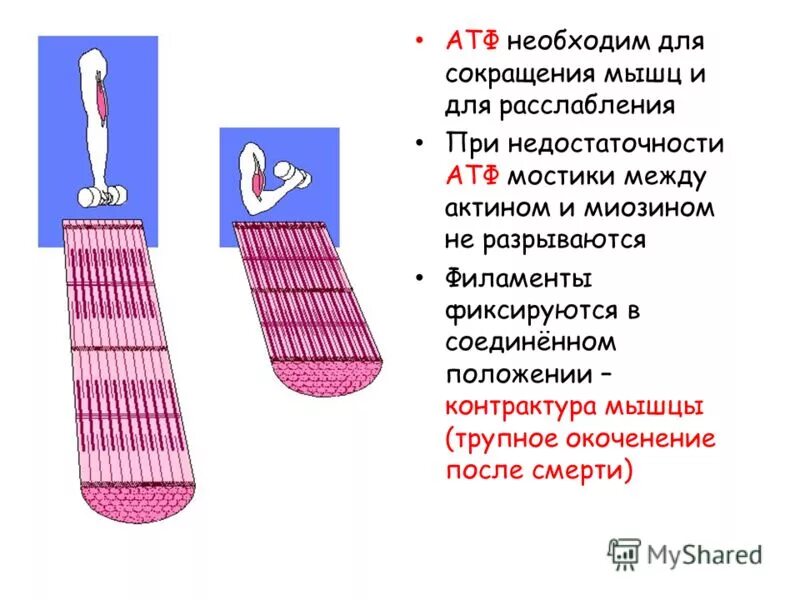 Энергетика мышечного сокращения схема. Механизм и энергетика мышечного сокращения. Энергетические процессы мышечного сокращения. Химизм и энергетика мышечного сокращения. За счет энергии происходит работа мышц.