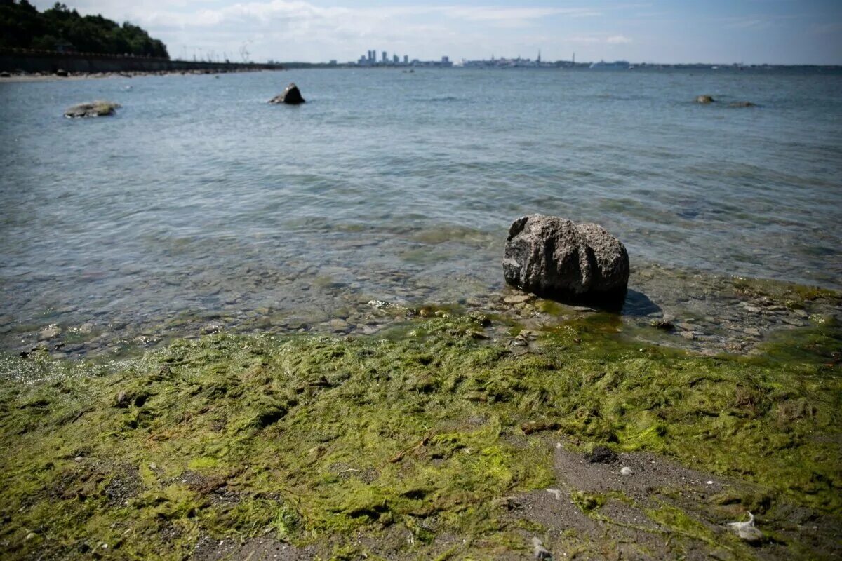 Богатство балтийского моря. Сине-зеленые водоросли Балтийское море. Эвтрофикация Балтийского моря. Моря Балтики загрязненные. Балтийское море ламинария.