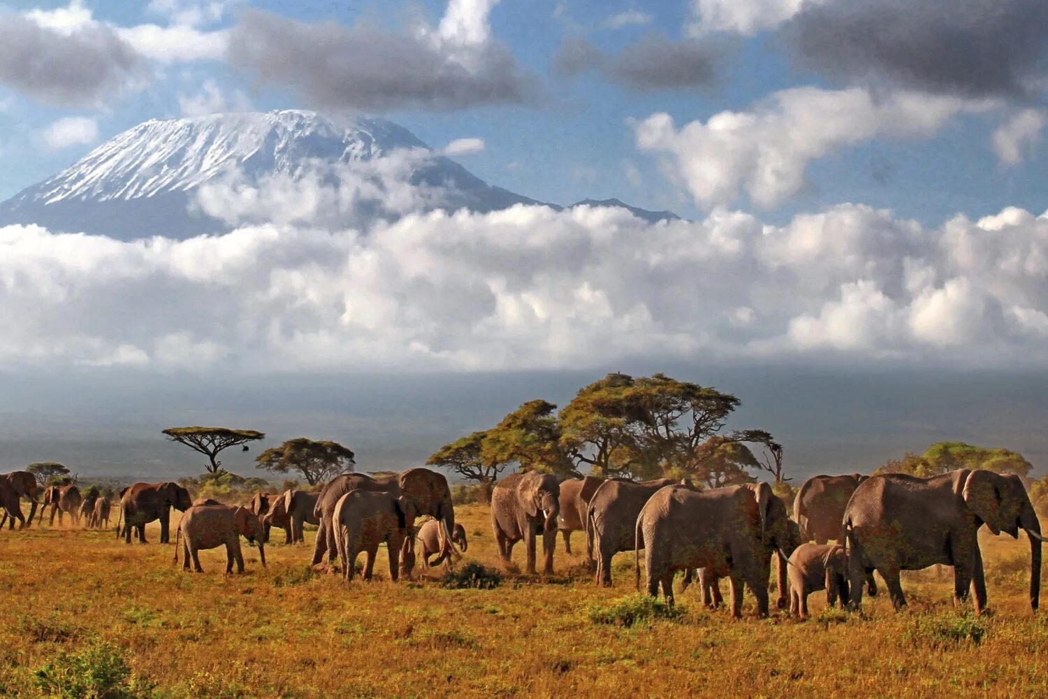 See africa. Нац парк Африки Килиманджаро. Парк Килиманджаро в Африке. Национальные парки Африки Килиманджаро. Танзания вулкан Килиманджаро.