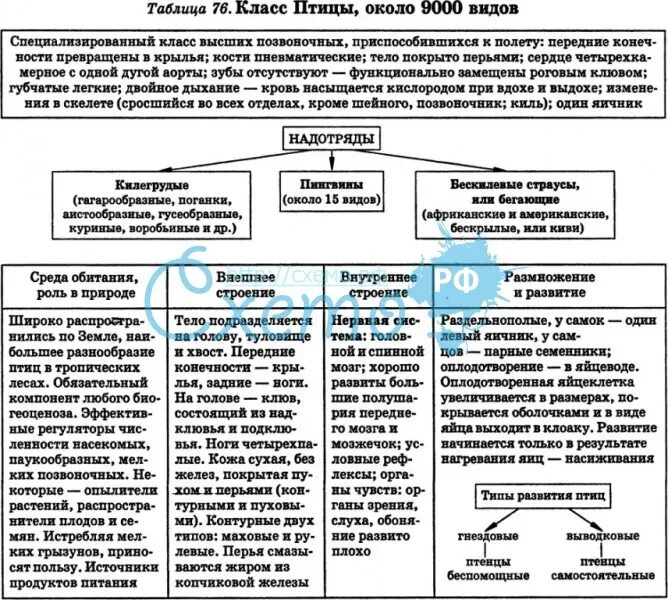 Класс птицы 7 класс биология таблица общая характеристика. Общая характеристика класса птицы 7 класс таблица. Отряды птиц таблица. Характеристика отрядов класса птиц таблица.