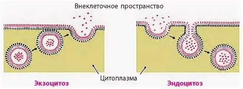 Процесс эндоцитоза и экзоцитоза