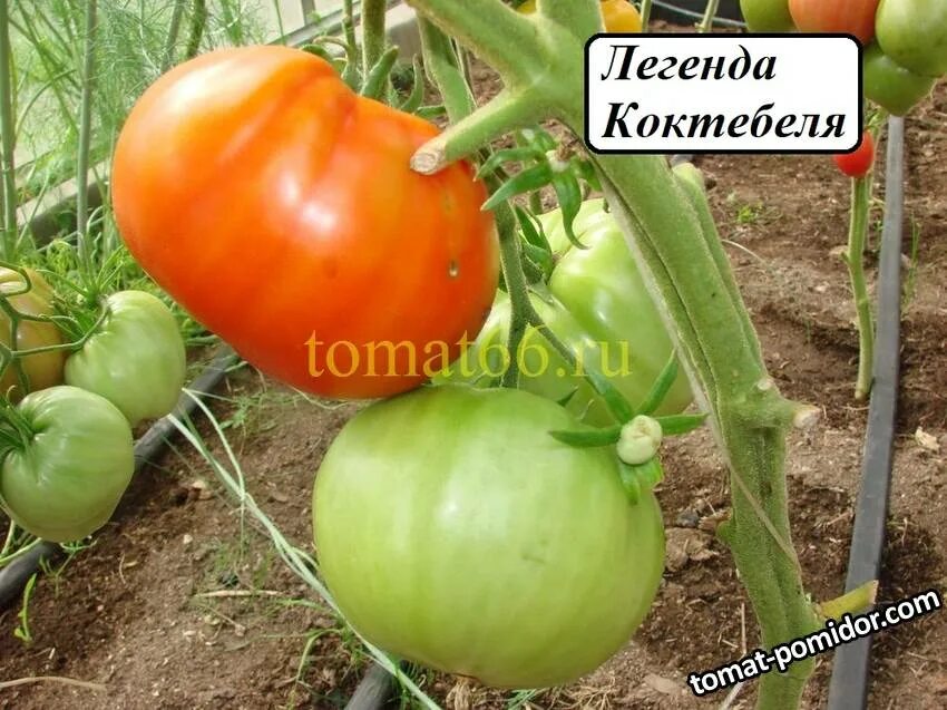 Сорта томатов коктебель