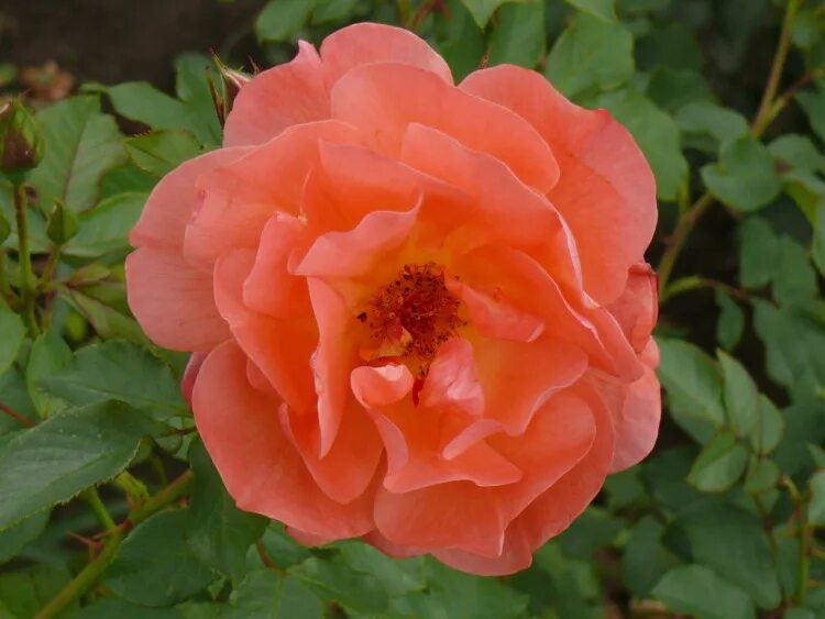 питомник долина роз в смоленске п миловидово каталог. отзывы об интернет магазине огородник 24 ру. долина роз интернет магазин каталог 2021 весна. долина роз болгария. долина роз интернет магазин каталог 2023.