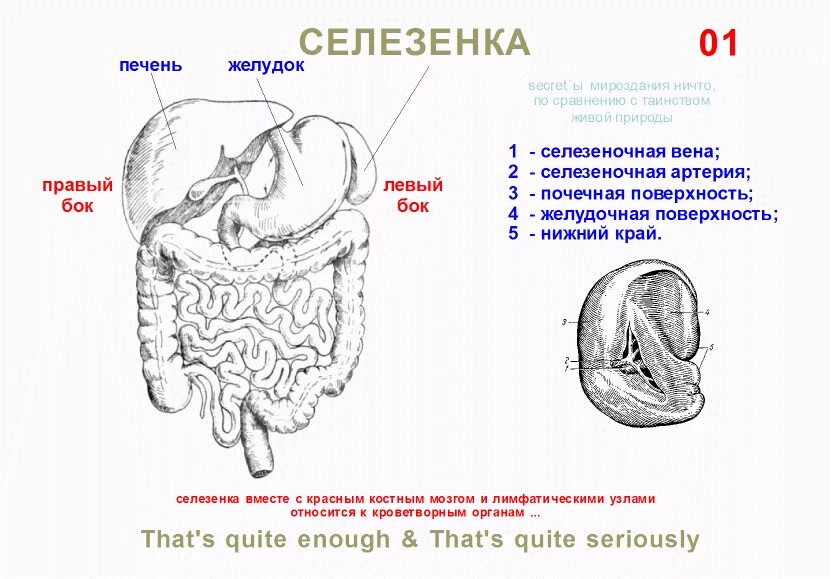 Селезенка правый