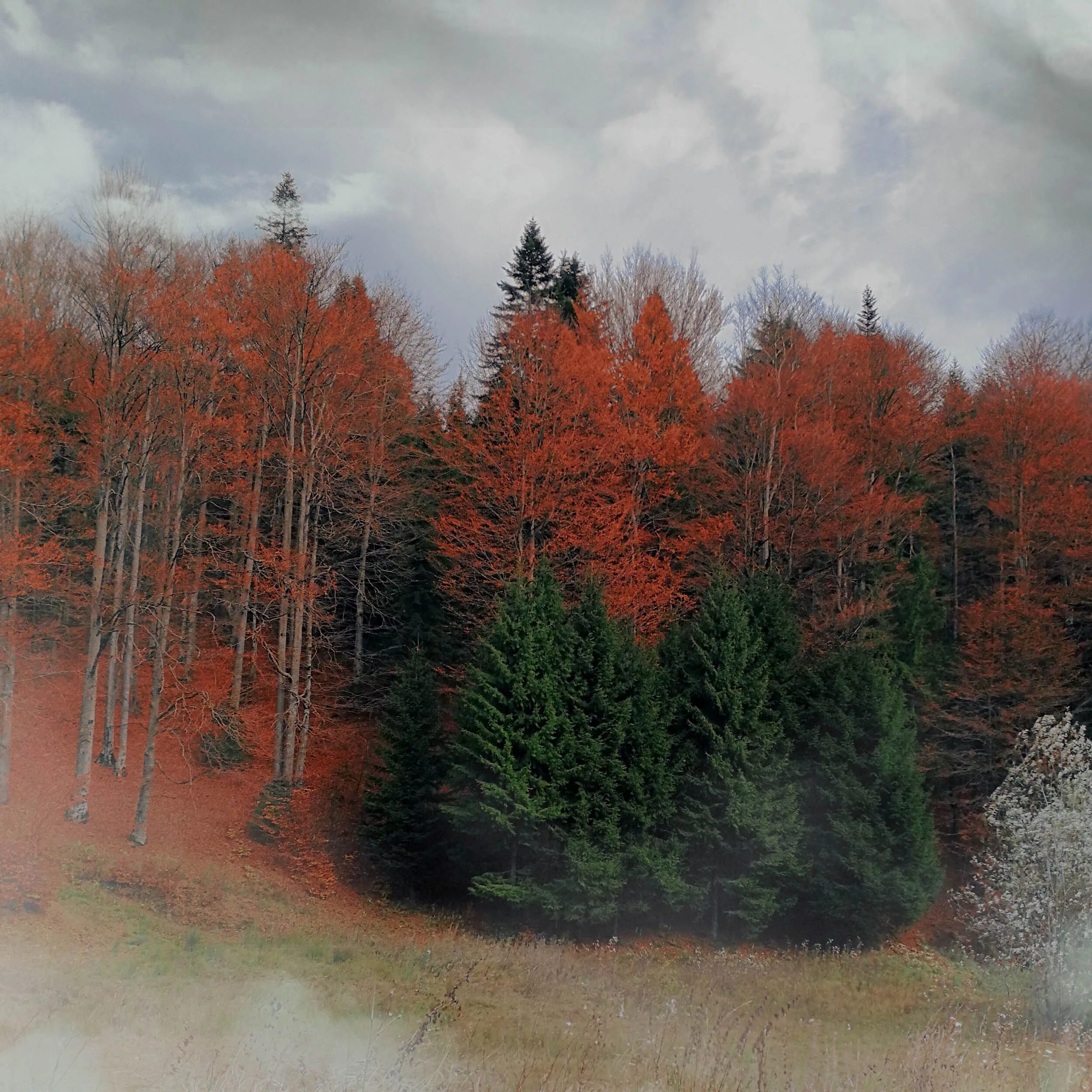 красный осенний лес. рыжий лес. рыжий лес. красная роща. лес с рвжими окрасками.