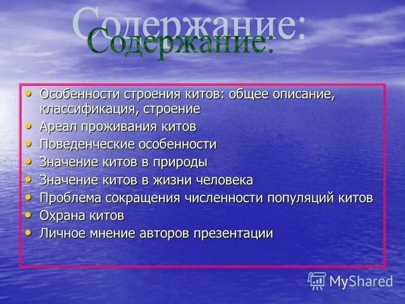 Значение китообразных в жизни человека. Значение китообразных в природе. Значение китов в природе. Китообразные значение в жизни человека. Значение китообразных в природе и жизни человека.