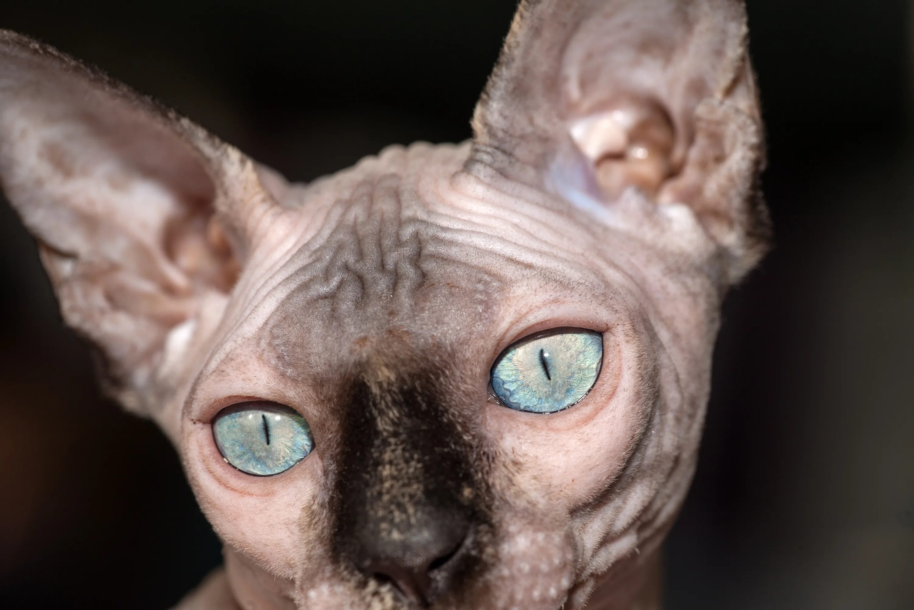 Сфинкс кошка фото. Канадский сфинкс короткошерстный. Лысая кошка сфинкс. Канадский сфинкс с голубыми глазами. Канадский сфинкс альбинос.