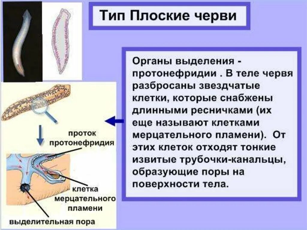 Выделительные трубочки червей. Выделительная система плоских червей 7 класс. Выделение плоских червей 7 класс биология. Тип плоские черви выделение. Выделительные трубочки протонефридии.