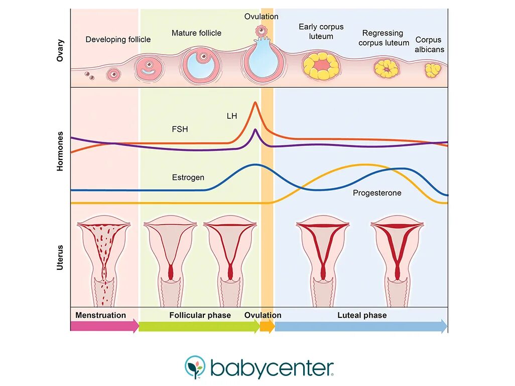 Либидо цикл. Секреторная фаза менструационного цикла. Схема менструационного цикла с фазами и гормонами. Менструальный цикл плакат. Менструальный цикл гормоны схема.
