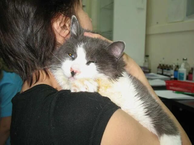 Beating cat. Beating cat. Beat cats. дрессировка кошек. Beating cat.