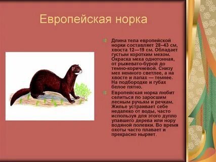 Норка предложение
