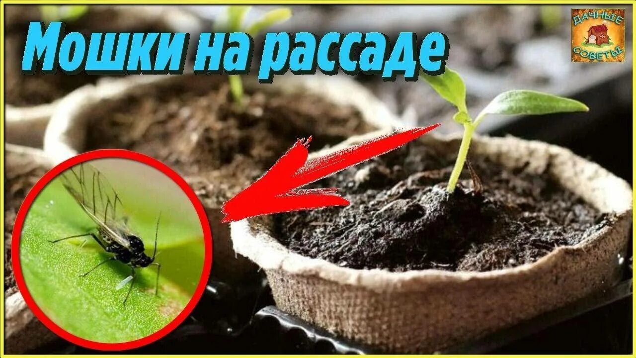 Мушки в рассаде как избавиться. Мошки на рассаде. Для рассады от мошки. Мошка в земле рассады. Черные мошки на рассаде.