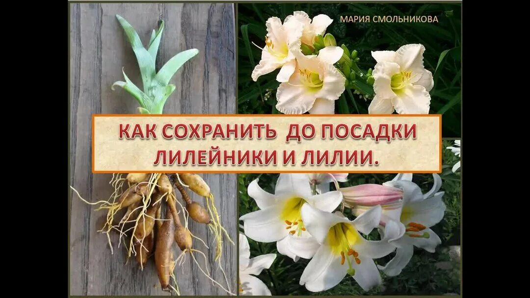 Как сохранить лилии до посадки. Цветы лилейники посадка. посадка лилий весной в грунт. как хранить лилии и лилейники до посадки.