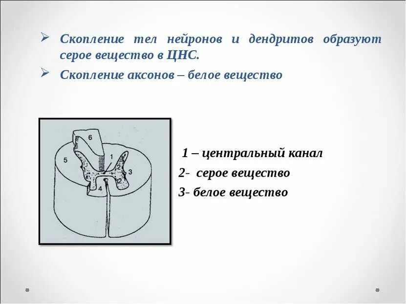 Аксон образует серое вещество. Скопление тел нейронов образует. Скопление тел нервных клеток. Скопление тел нейронов и дендриты образуют. Из скопления тел нейронов образуется.