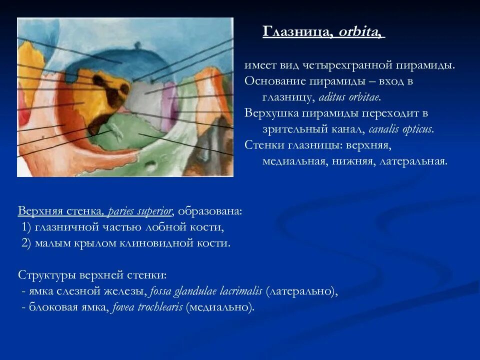 Сообщения глазницы анатомия таблица. Верхняя глазничная щель анатомия. Стенки глазницы топографическая анатомия. Глазница черепа анатомия строение. Орбита глазница анатомия.