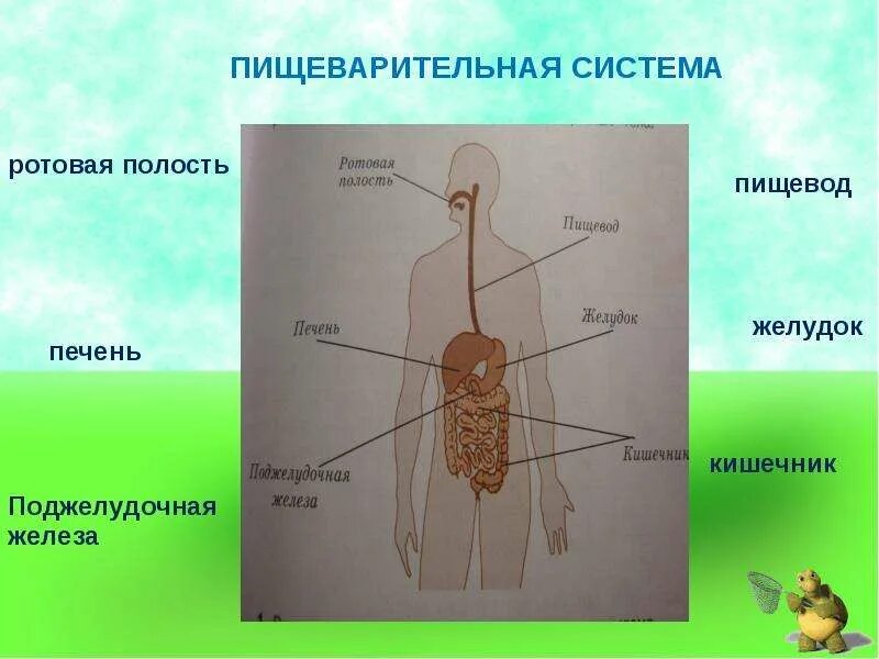 Органы пищеварения 4 класс. Пищеварительная система.4 класс школа 21 века. Органы пищеварительной системы 4 класс. Пищеварительная система человека 4 класс окружающий. Органы пищеварения человека презентация.