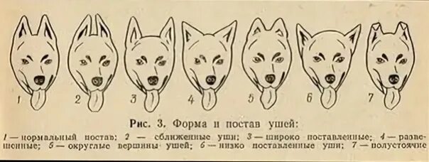 Форма ушей щенка. Виды ушей у собак. Форма головы собаки. Форма головы и ушей собак.