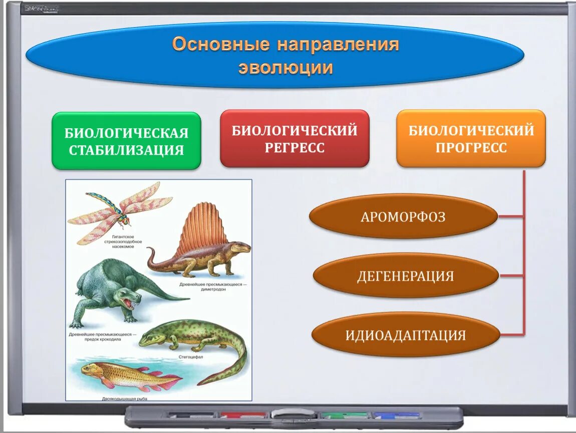 Биологический регресс. Биологический Прогресс и регресс. Основные направления эволюции. Биологический Прогресс и биологический регресс и стабилизация. Направление эволюции биологический прогресс примеры