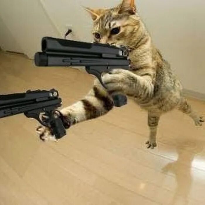 боевой кот. кот с пулеметом. кот с пулеметом. боевой енот. енот ракета.