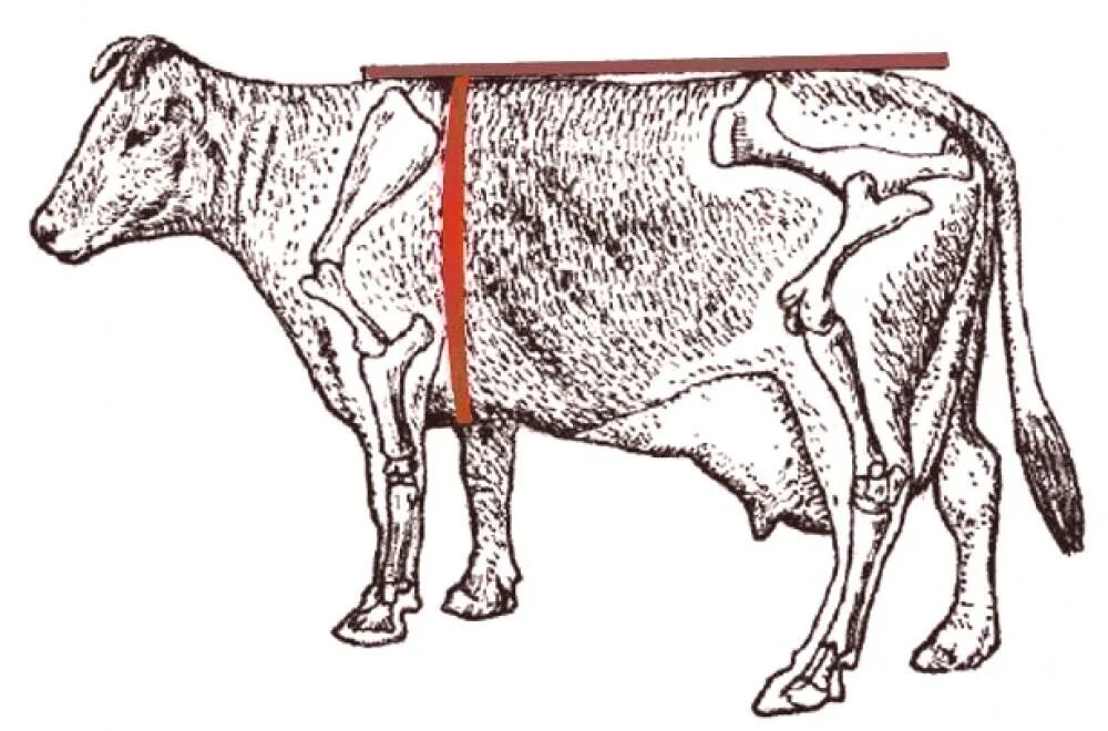 Что у коровы впереди у быка позади. Таблица измерения живого веса Быков. Таблица замеров КРС Быков живым. Лента для измерения живого веса КРС. Лента для обмера живого веса КРС.