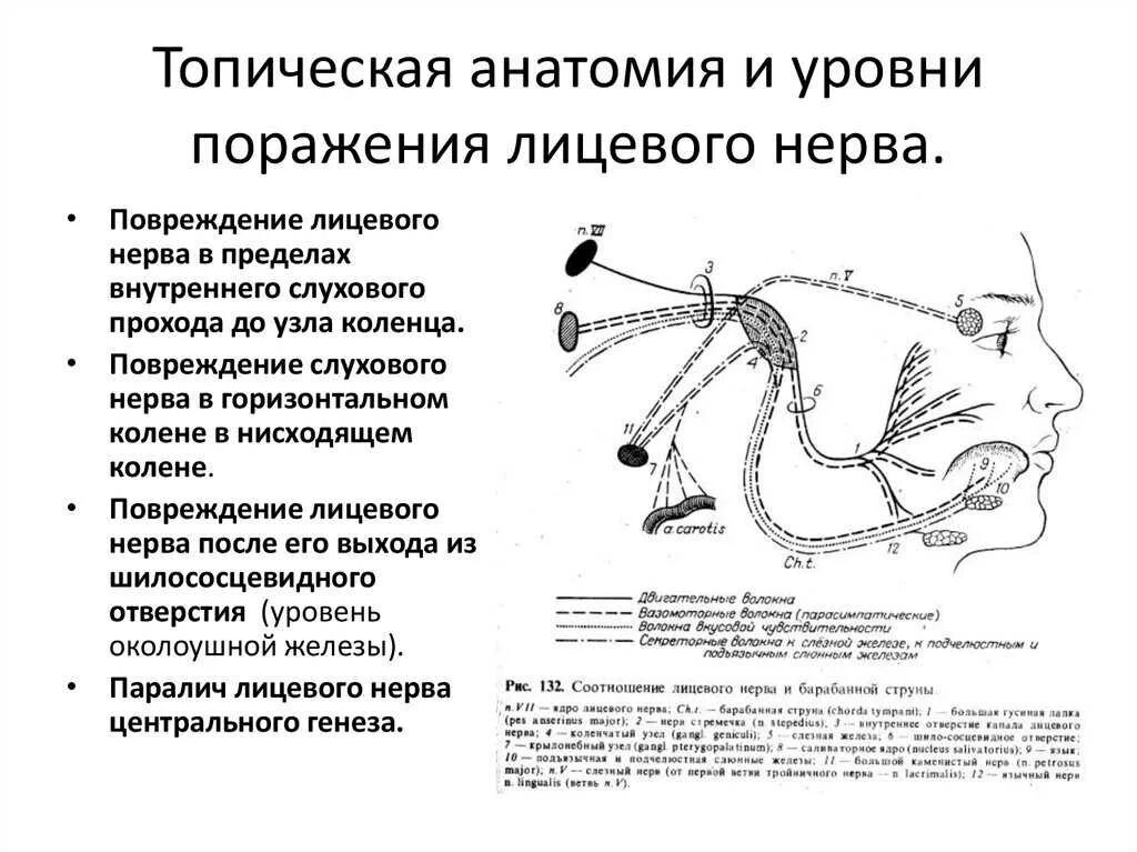 Топическая диагностика поражения тройничного нерва. Невропатия лицевого нерва топический диагноз. Синдром периферического поражения лицевого нерва. Симптомы поражения лицевого нерва неврология. Левый лицевой нерв