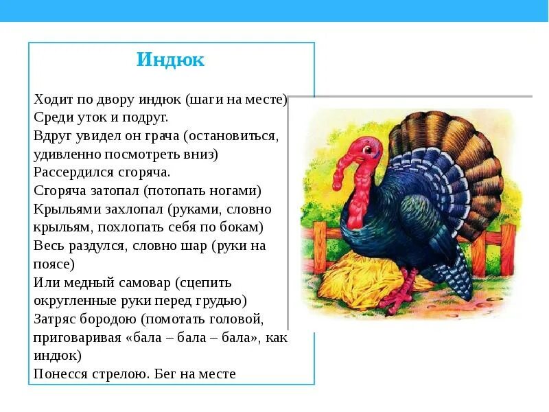 Индюк рассказ. Ходит по двору индюк физкультминутка. сообщение о индюке. физкультминутка про индюка. индюк описание для детей.