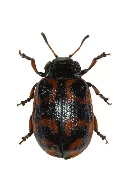 насекомые с шестью ногами. жук чернотелка. Phyllobius argentatus лист. жуки москвы. жуки 6.